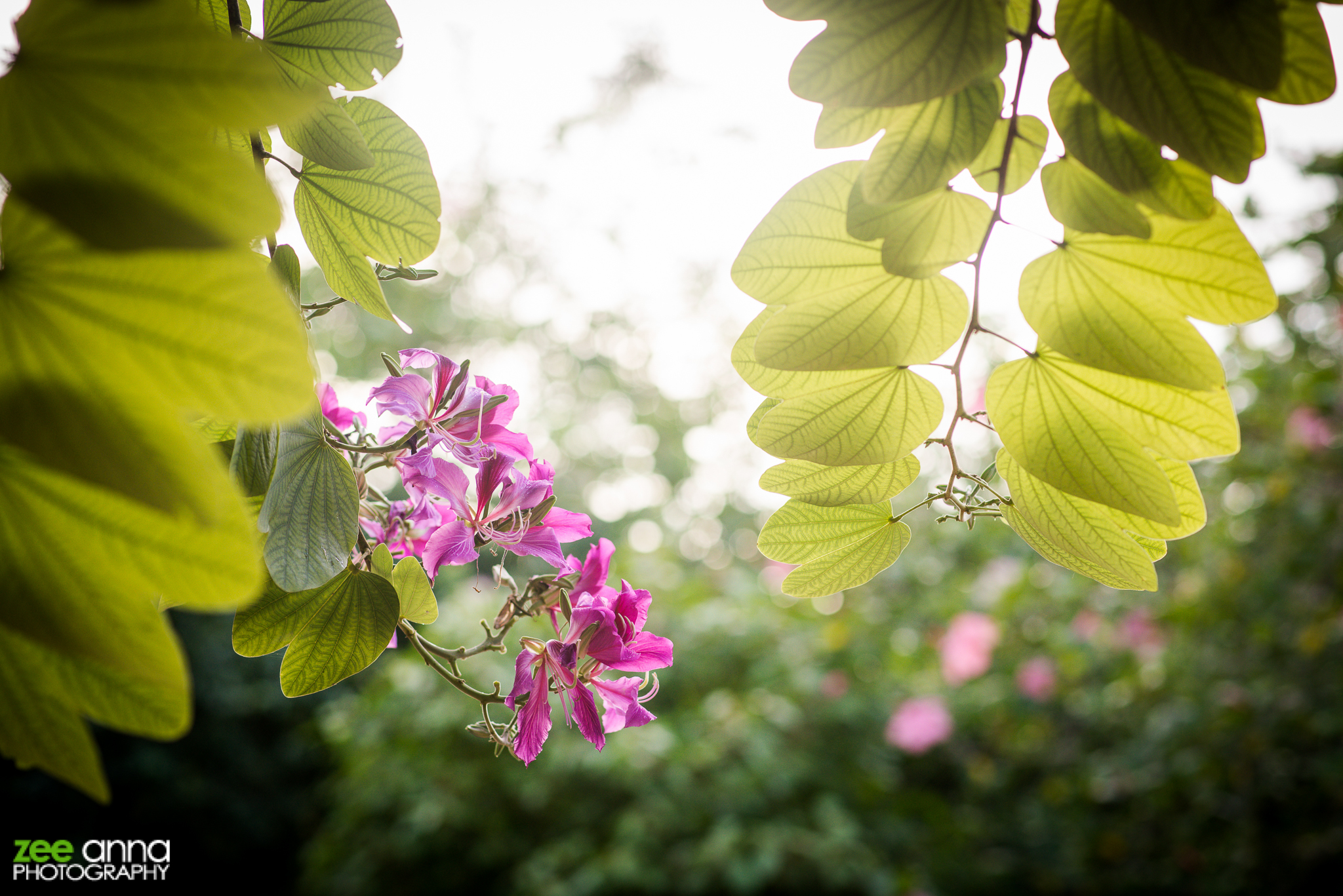 NaplesBotanicalGardenWedding-MelissaSean-15